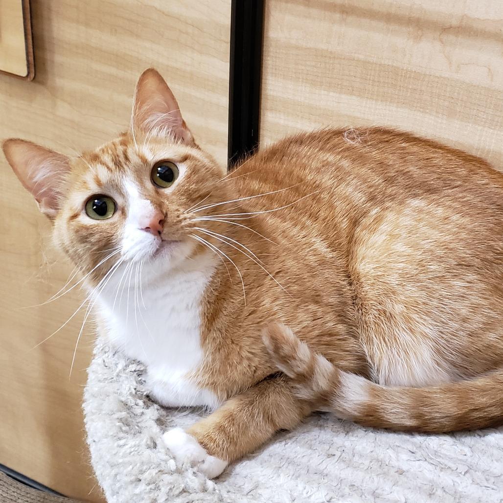 Louden, Adoptable, Adult Male Domestic Short Hair.