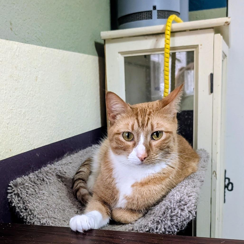 Enlarge Louden, a Adoptable mixed breed in Bulverde, TX image 2/3