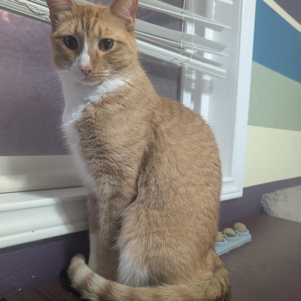 Enlarge Louden, a Adoptable mixed breed in Bulverde, TX image 3/3