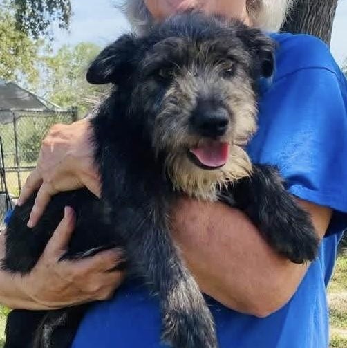 Enlarge Consuela PC, a Adopted Schnauzer in Brattleboro, VT image 6/6
