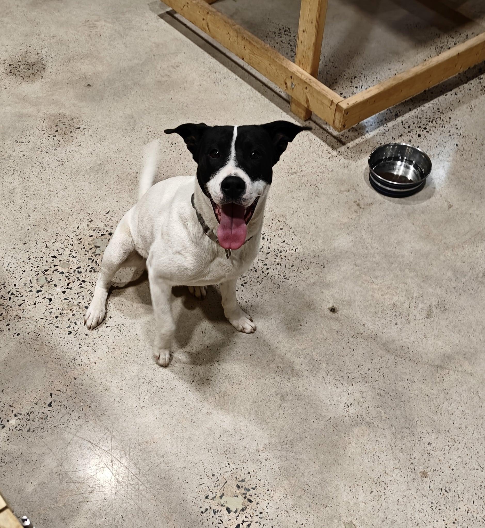 Enlarge Ross, a Adoptable mixed breed in Sylacauga, AL image 1/2