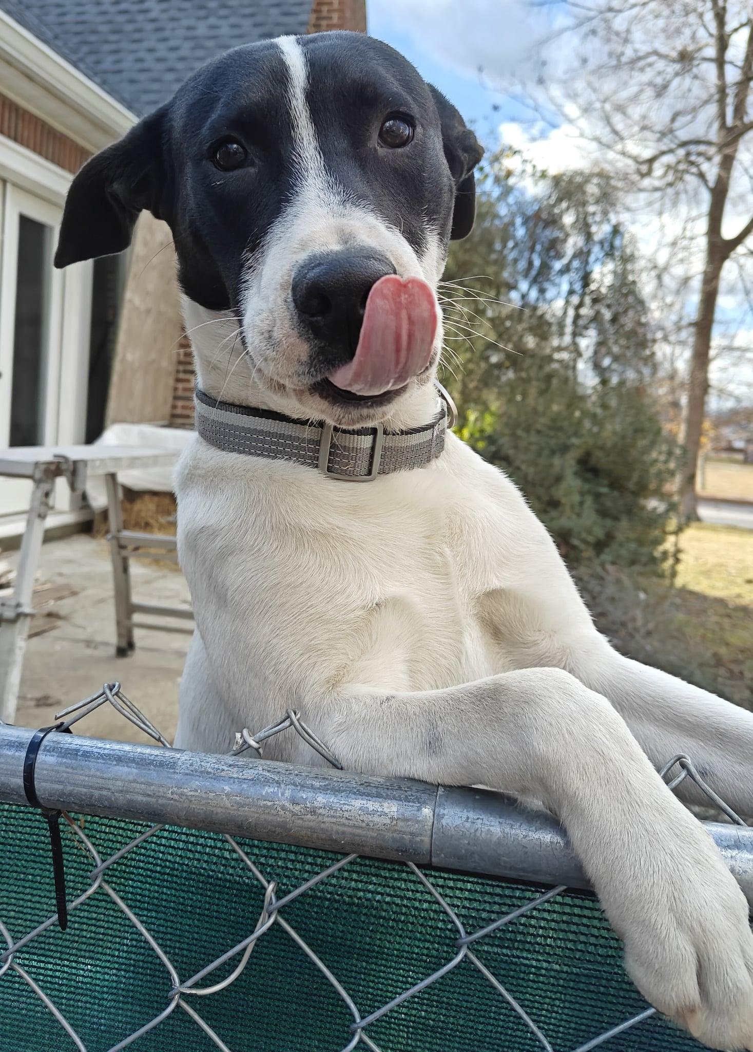 Enlarge Ross, a Adoptable mixed breed in Sylacauga, AL image 2/2