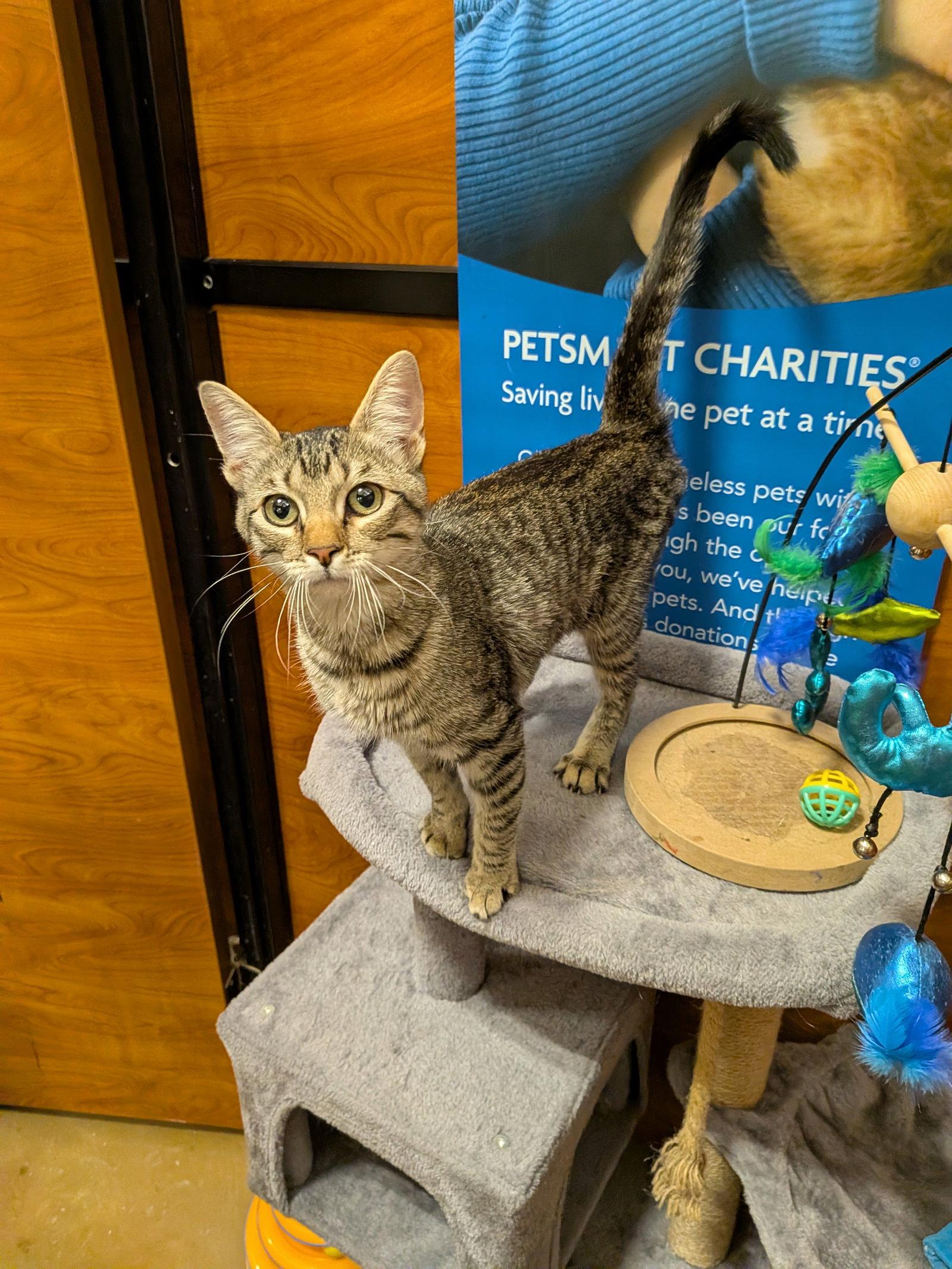 Silver, Adoptable, Young Female Domestic Short Hair.