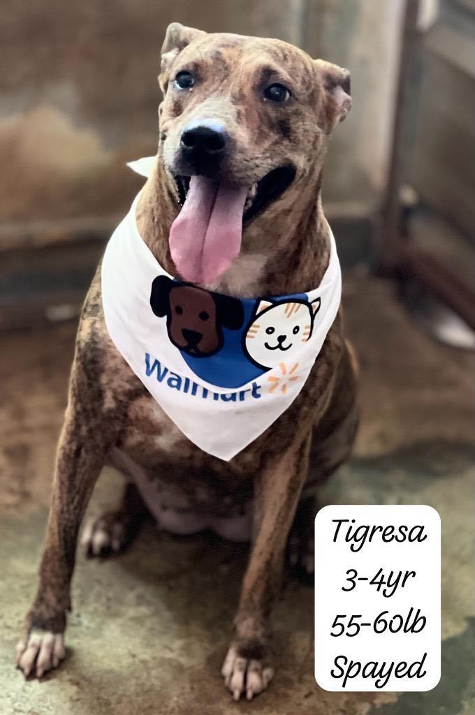 Enlarge Tigresa, a Adoptable mixed breed in San Juan, PR image 1/5