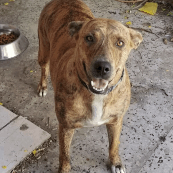 Enlarge Tigresa, a Adoptable mixed breed in San Juan, PR image 2/5