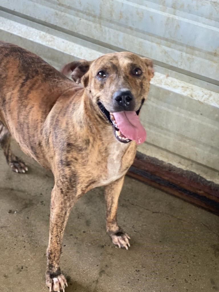 Enlarge Tigresa, a Adoptable mixed breed in San Juan, PR image 3/5