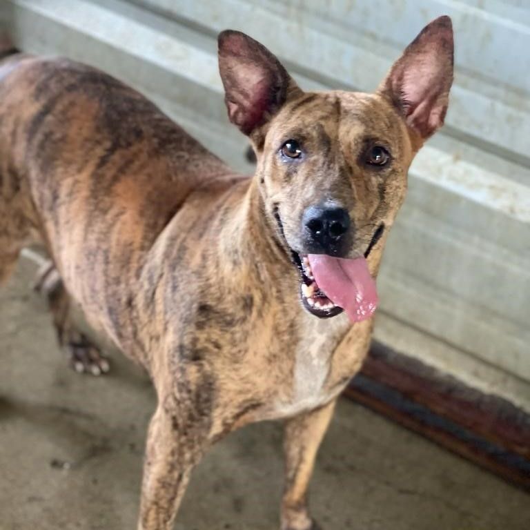 Enlarge Tigresa, a Adoptable mixed breed in San Juan, PR image 4/5