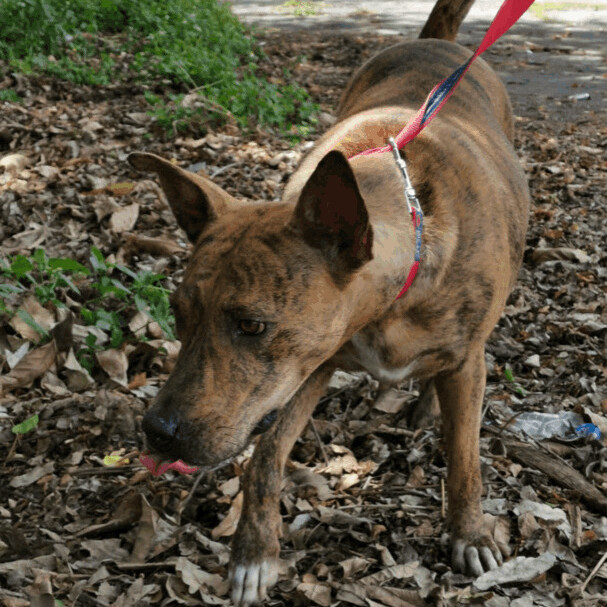 Enlarge Tigresa, a Adoptable mixed breed in San Juan, PR image 5/5