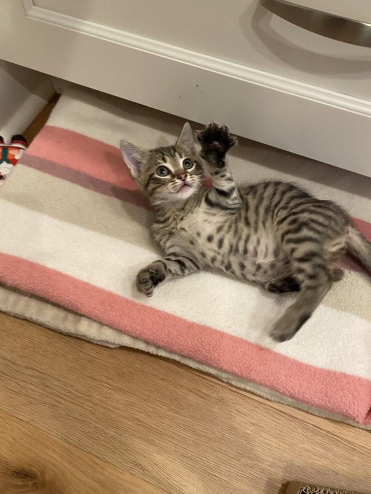 Enlarge Hollywood, a Adopted Domestic Short Hair in Youngsville, NC image 1/4