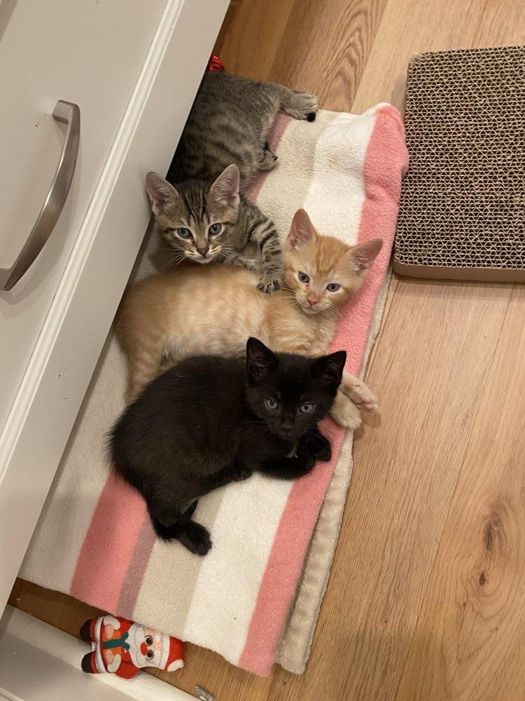 Enlarge Hollywood, a Adopted Domestic Short Hair in Youngsville, NC image 4/4