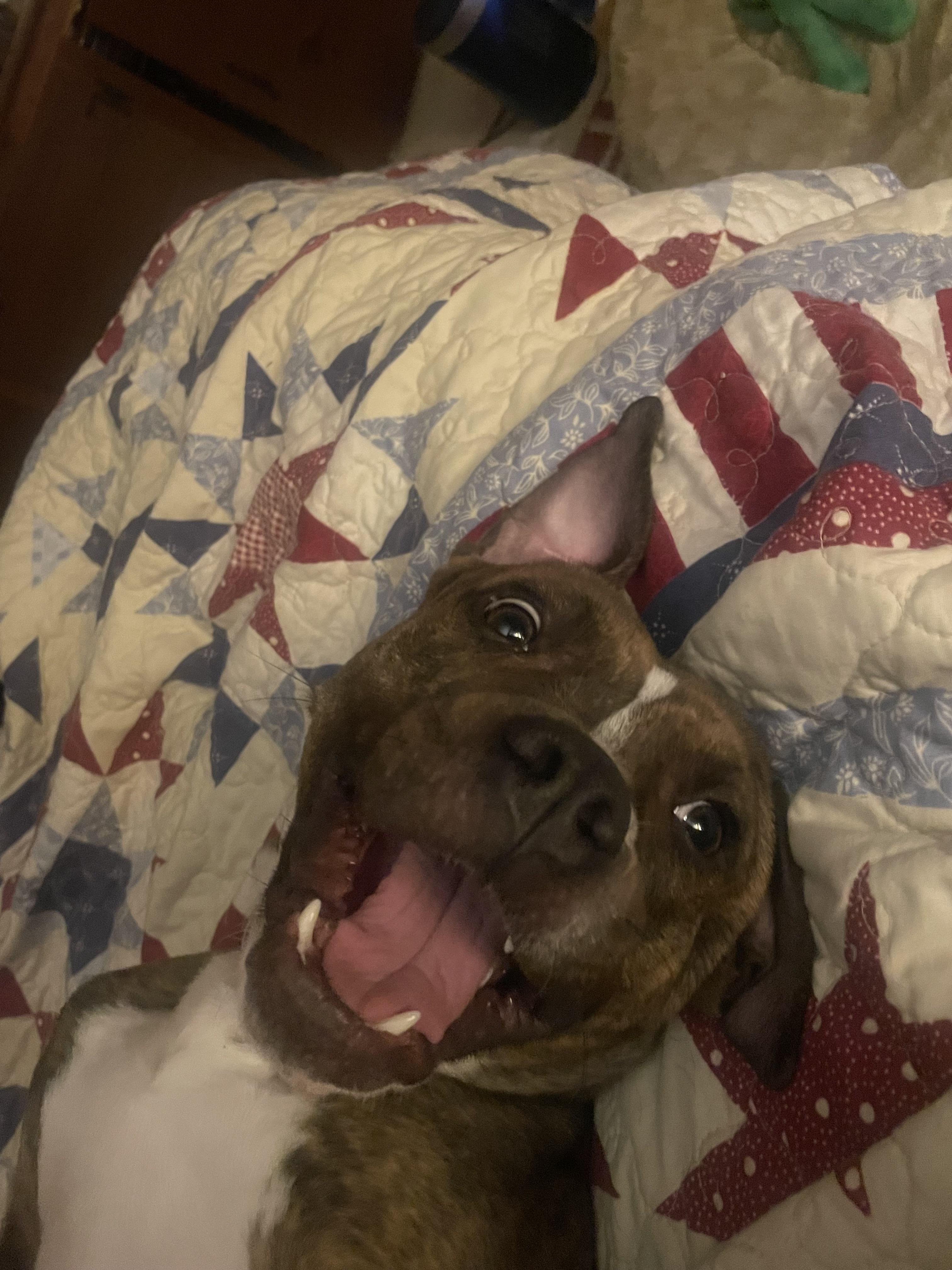 Enlarge Luna, a ADOPTABLE mixed breed in Simsbury , CT image 2/5