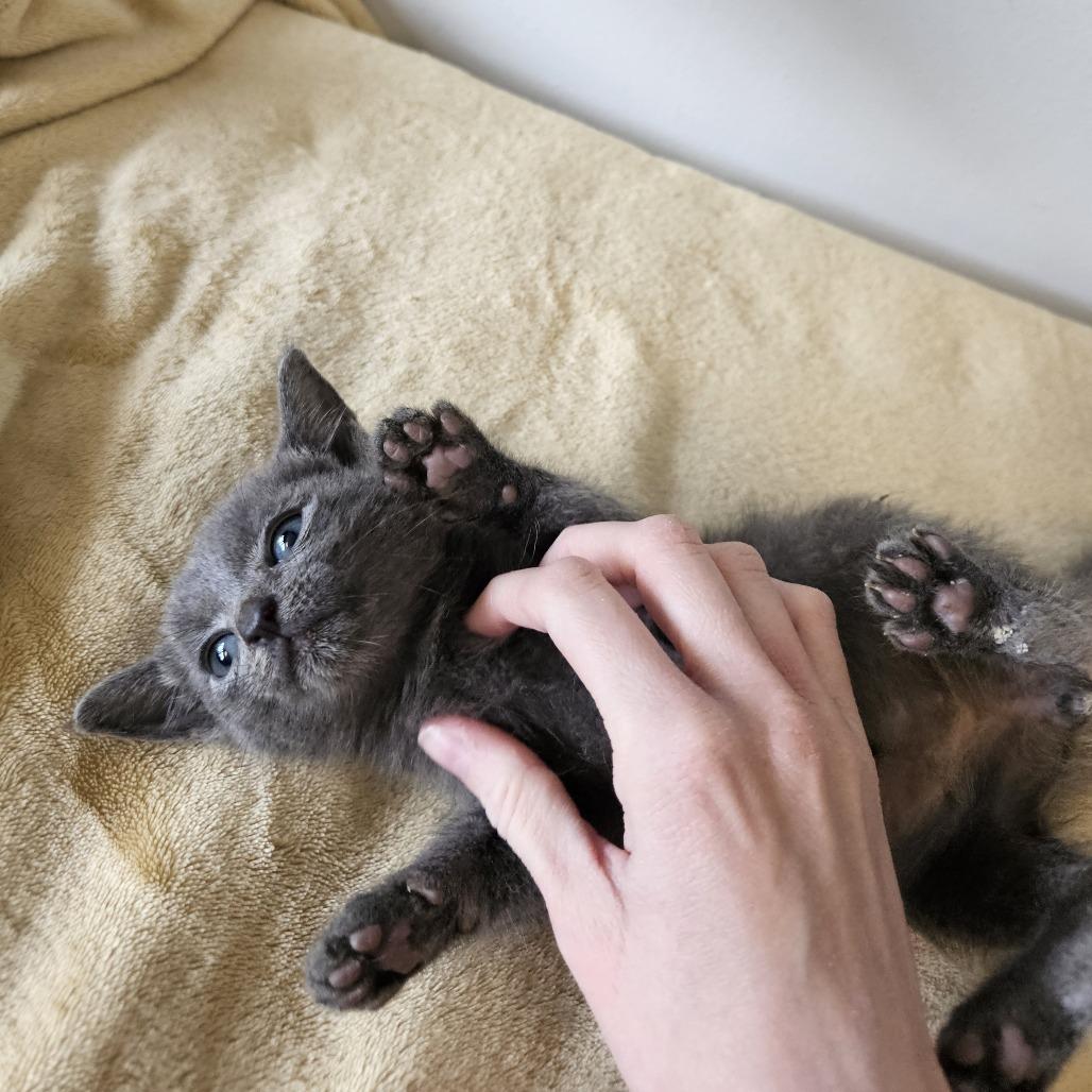 Big Dipper 26-036, Adoptable, Kitten Male Domestic Medium Hair.