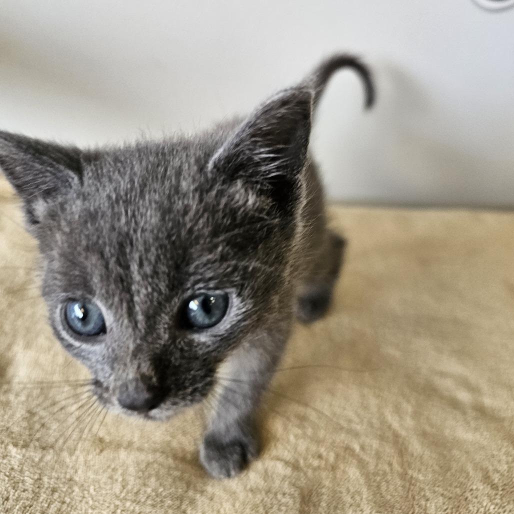 Enlarge Big Dipper 26-036, a Adoptable Domestic Medium Hair in Little Rock, AR image 2/4