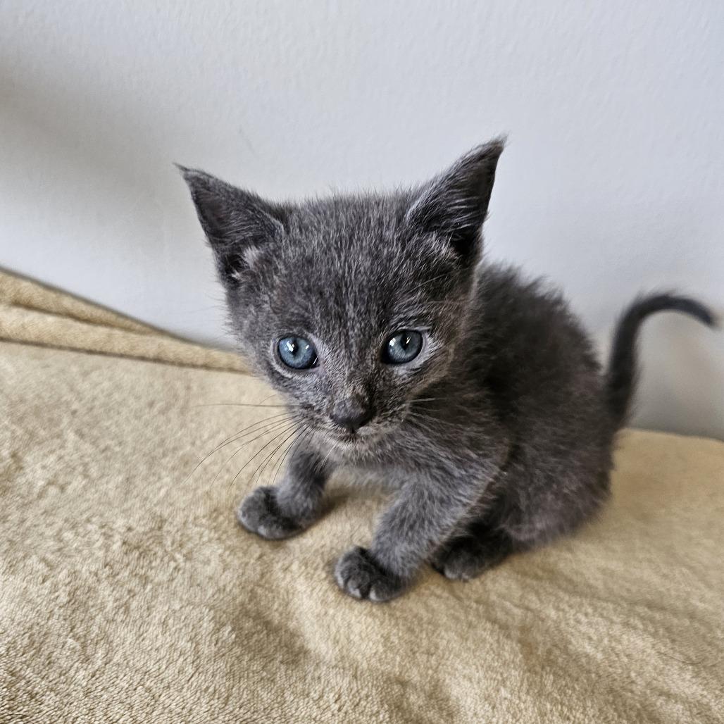 Enlarge Big Dipper 26-036, a Adoptable Domestic Medium Hair in Little Rock, AR image 3/4