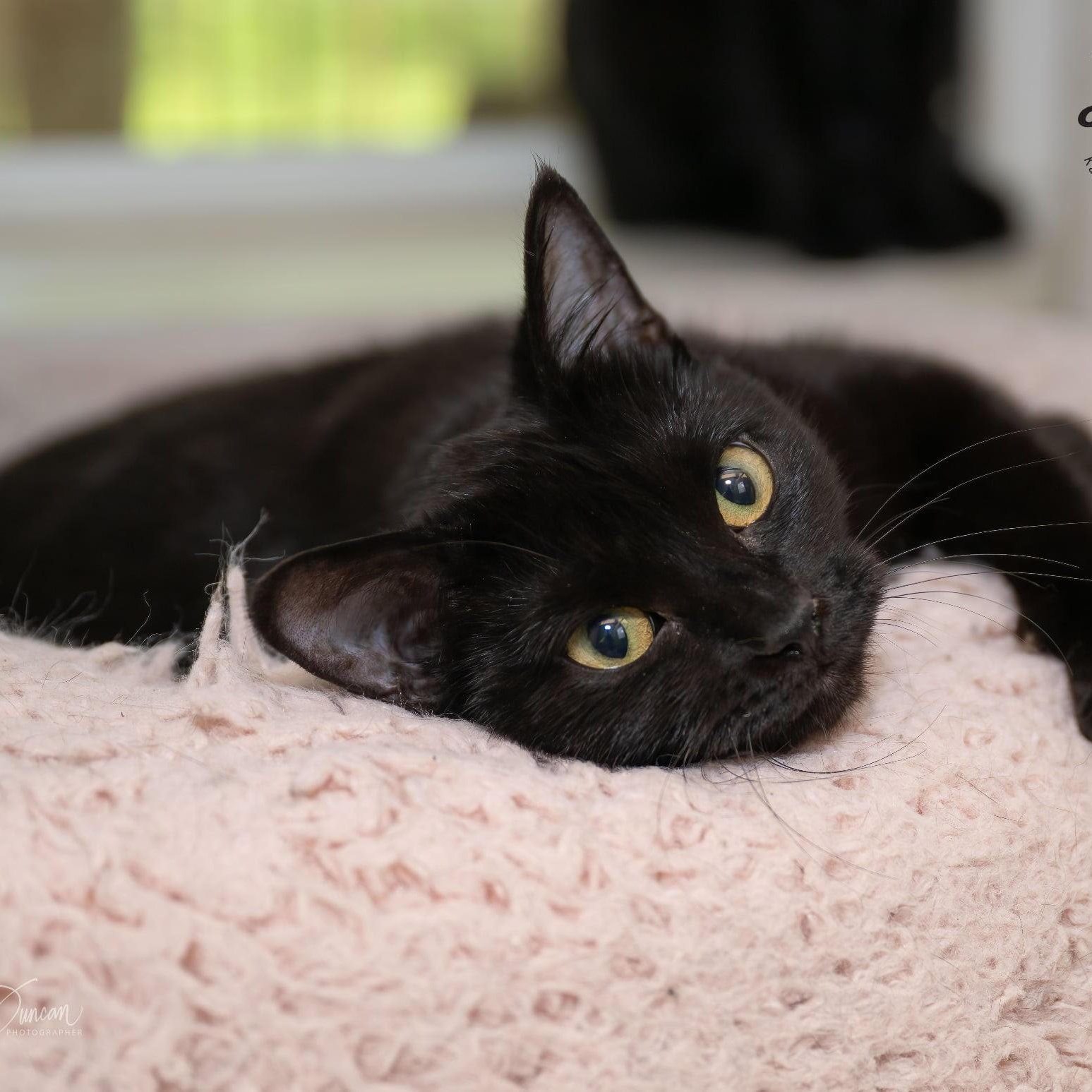 Agnes, Young Female Domestic Short Hair