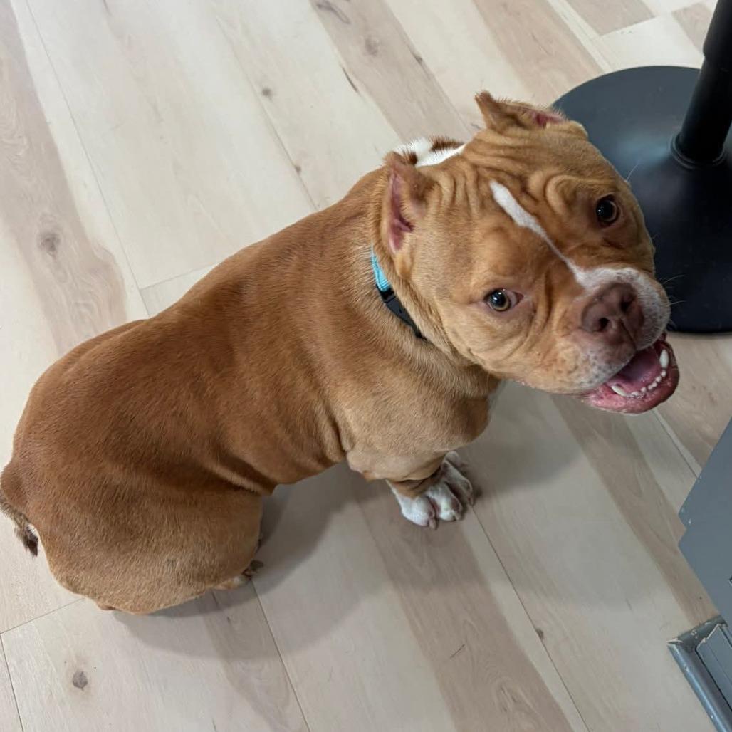 Scooter, Adoptable, Young Male English Bulldog & English Bulldog.