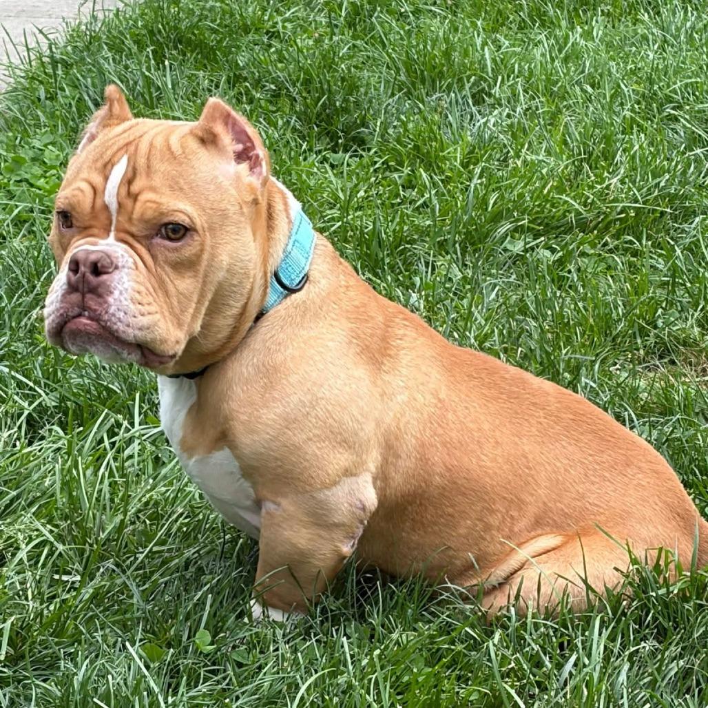 Enlarge Scooter, a Adoptable mixed breed in Huber Heights, OH image 2/6