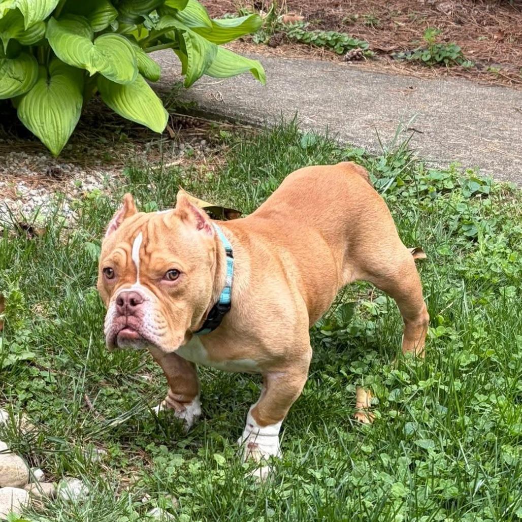 Enlarge Scooter, a Adoptable mixed breed in Huber Heights, OH image 3/6