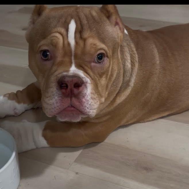 Enlarge Scooter, a Adoptable mixed breed in Huber Heights, OH image 4/6