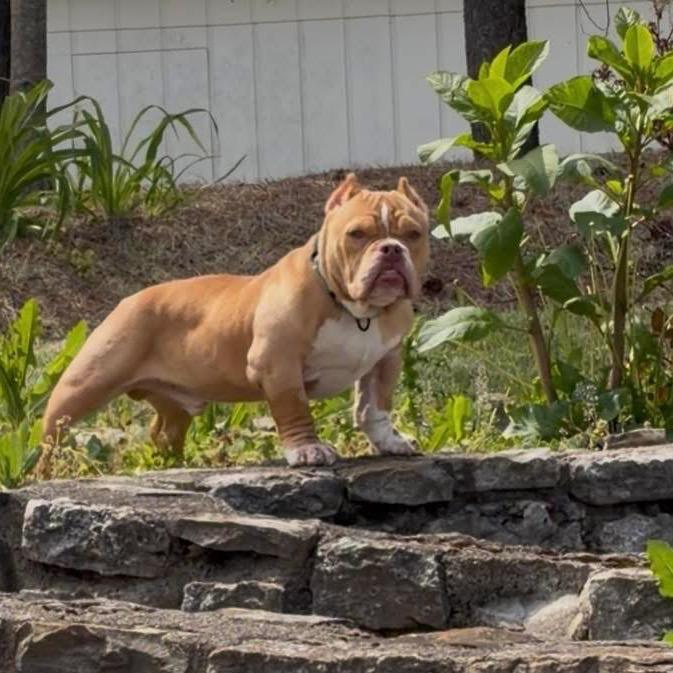 Enlarge Scooter, a Adoptable mixed breed in Huber Heights, OH image 5/6