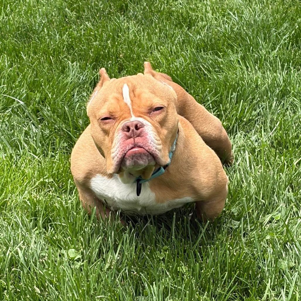 Enlarge Scooter, a Adoptable mixed breed in Huber Heights, OH image 6/6
