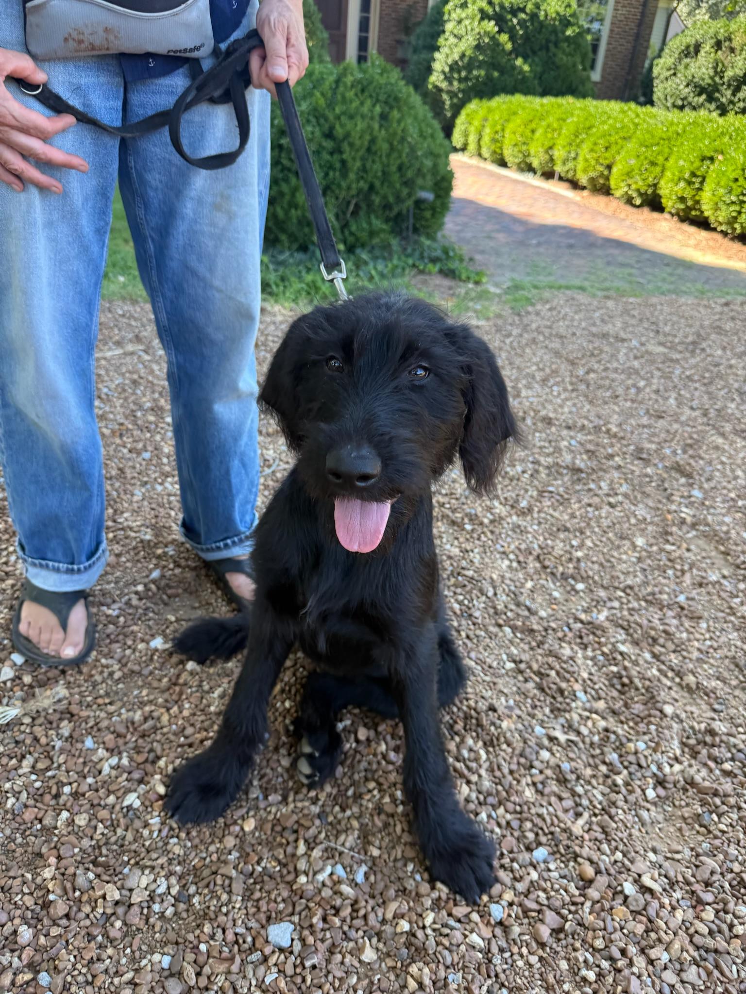 Dracy- COMING SOON, ADOPTABLE, Young Female Giant Schnauzer & Golden Retriever.