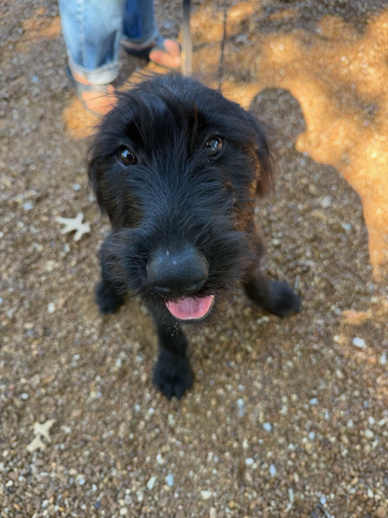 Dracy- COMING SOON, a ADOPTABLE mixed breed in Nashville, TN image 3/4