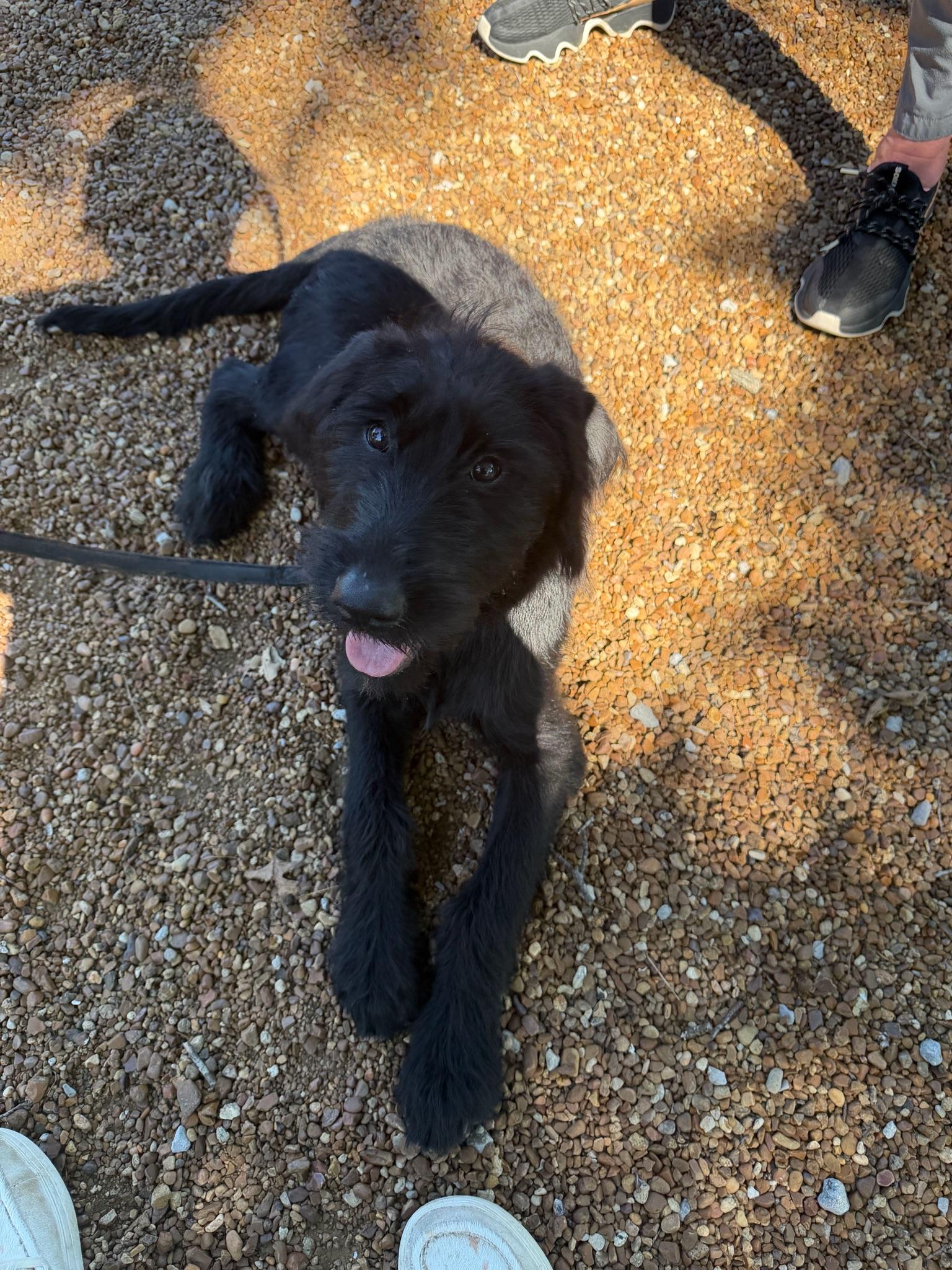 Dracy- COMING SOON, a ADOPTABLE mixed breed in Nashville, TN image 2/4