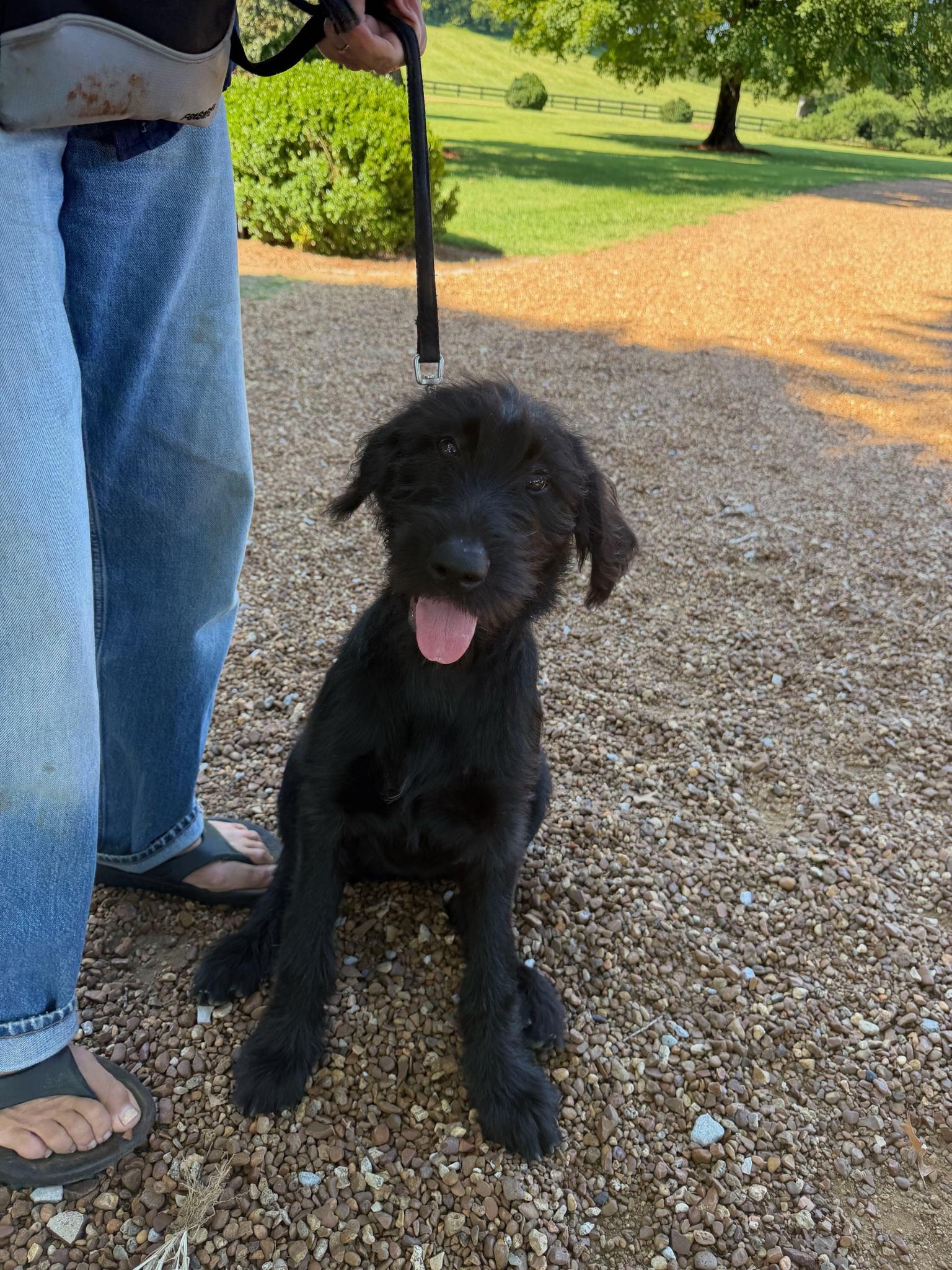 Dracy- COMING SOON, a ADOPTABLE mixed breed in Nashville, TN image 4/4