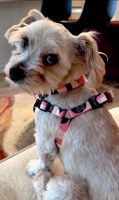 Enlarge Gidget, a Adoptable mixed breed in Seattle, WA image 1/3