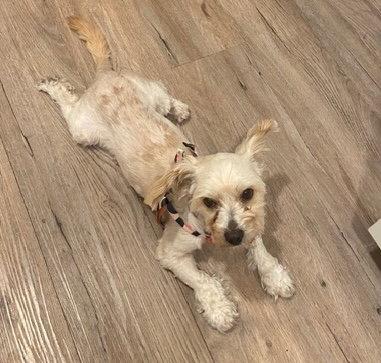 Enlarge Gidget, a Adoptable mixed breed in Seattle, WA image 2/3
