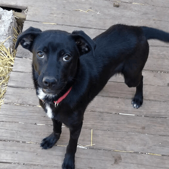 Enlarge Sophia, a Adoptable mixed breed in Barrington Hills, IL image 1/9