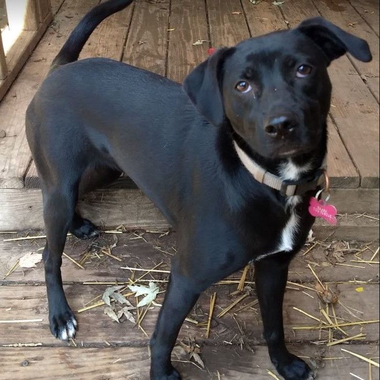 Enlarge Sophia, a Adoptable mixed breed in Barrington Hills, IL image 3/9