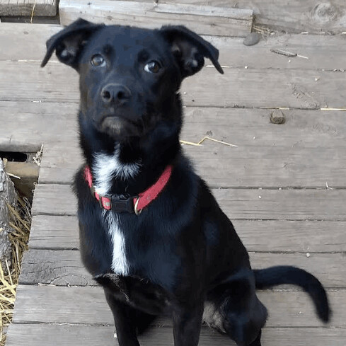 Enlarge Sophia, a Adoptable mixed breed in Barrington Hills, IL image 6/9