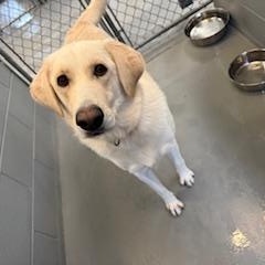 ATHENA, a Adopted mixed breed in Columbus, MS image 3/4