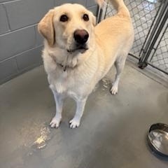 ATHENA, a Adopted mixed breed in Columbus, MS image 2/4