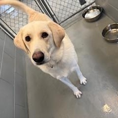 ATHENA, Adopted, Adult Female Labrador Retriever & Great Pyrenees.