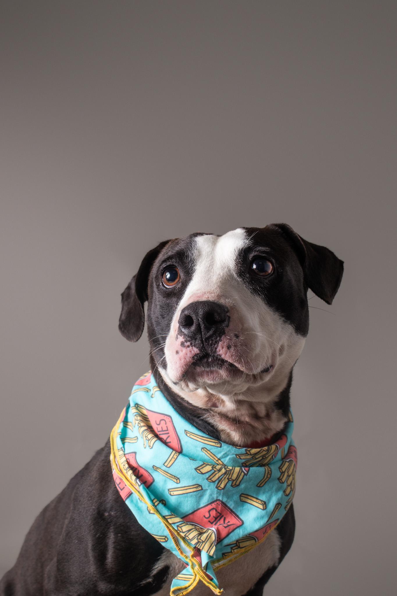 Enlarge Perrilloux, a ADOPTABLE mixed breed in Plaquemine, LA image 1/1
