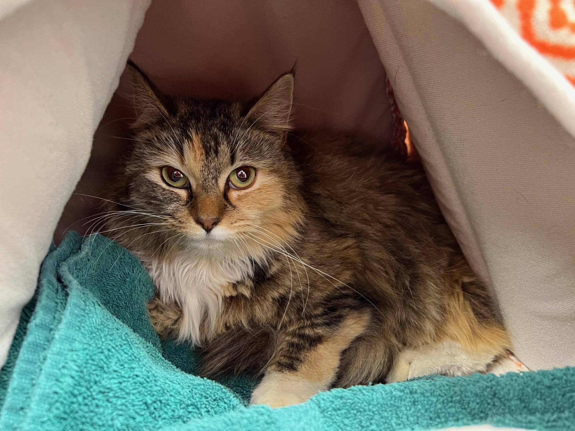 Enlarge Gurdy , a ADOPTABLE Domestic Medium Hair in Edinburg, VA image 1/1