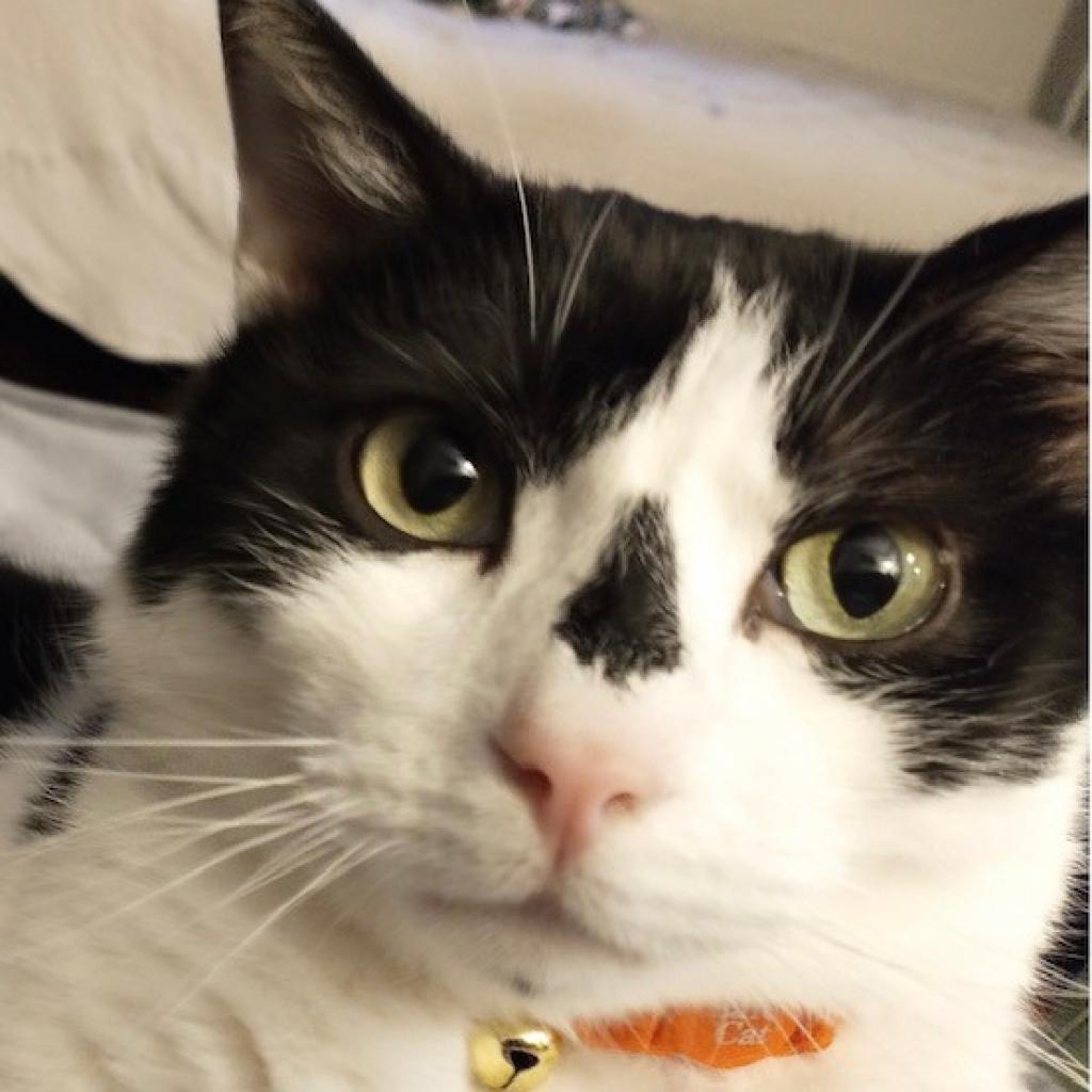 Kitty, Adoptable, Senior Male Domestic Short Hair.