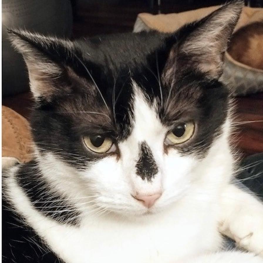 Kitty, a Adoptable Domestic Short Hair image 2/2