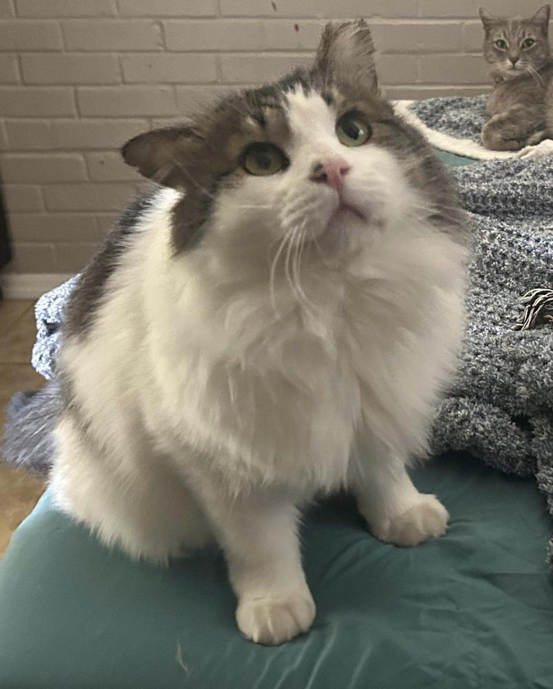 Mordecai 2, a Adopted mixed breed in tucson, AZ image 1/4