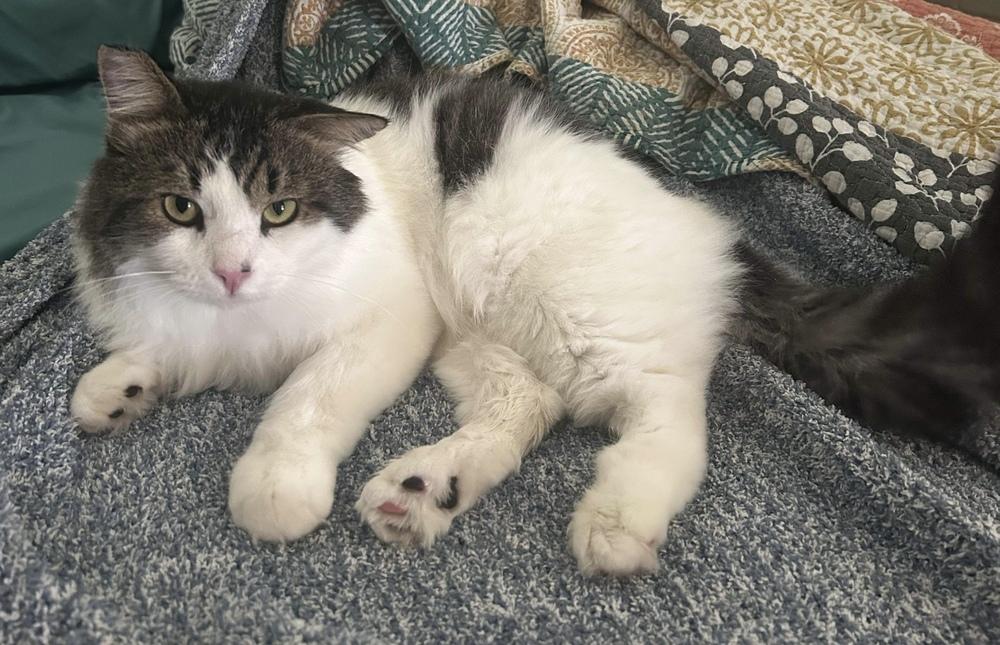 Mordecai 2, Adopted, Adult Male Domestic Medium Hair.