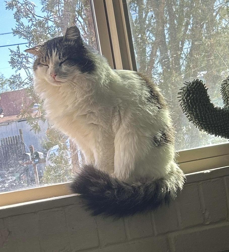 Mordecai 2, a Adopted mixed breed in tucson, AZ image 3/4