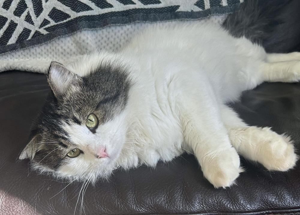 Mordecai 2, a Adopted mixed breed in tucson, AZ image 4/4