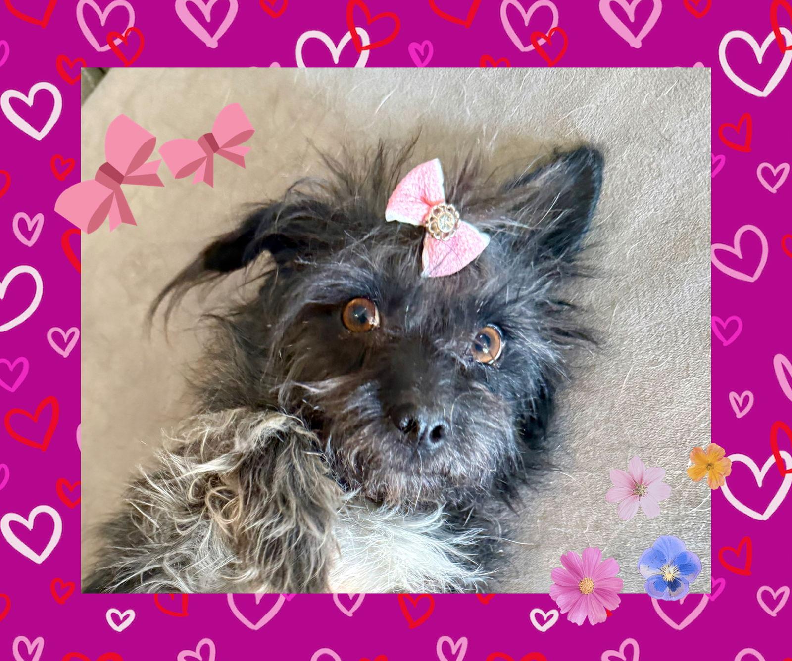 Genesis, Adoptable, Young Female Terrier & Poodle.