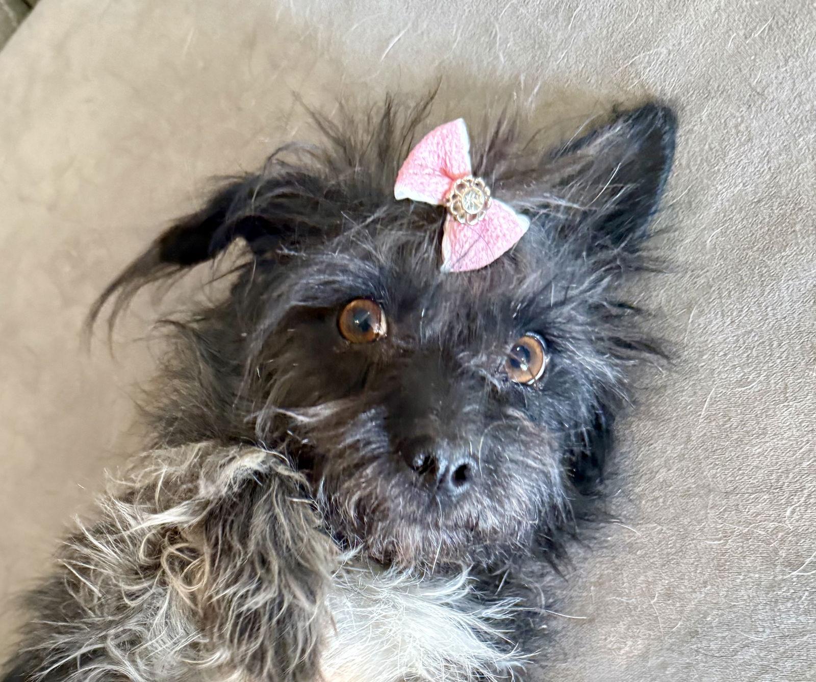 Enlarge Genesis, a Adoptable mixed breed in Littleton, CO image 3/3