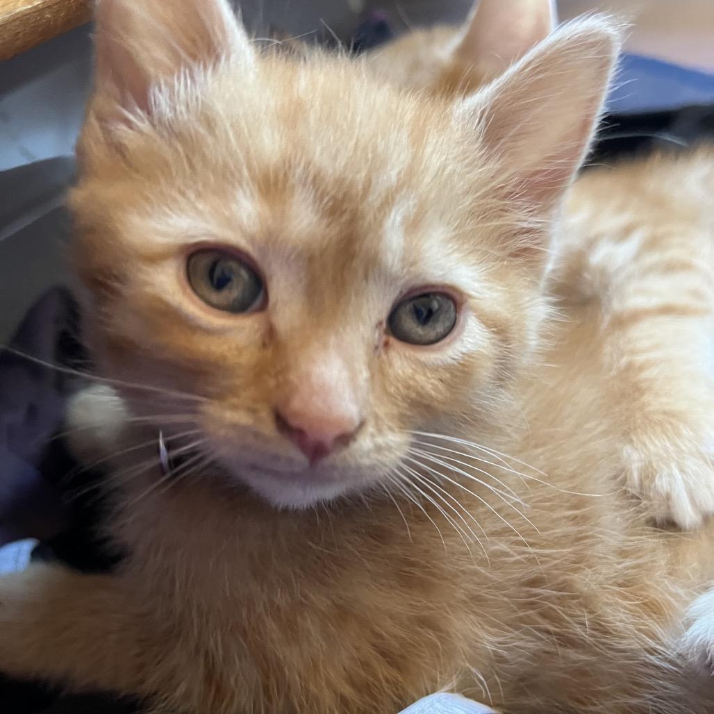 Enlarge Peanut, a Adoptable Domestic Short Hair in La Grange, KY image 1/2