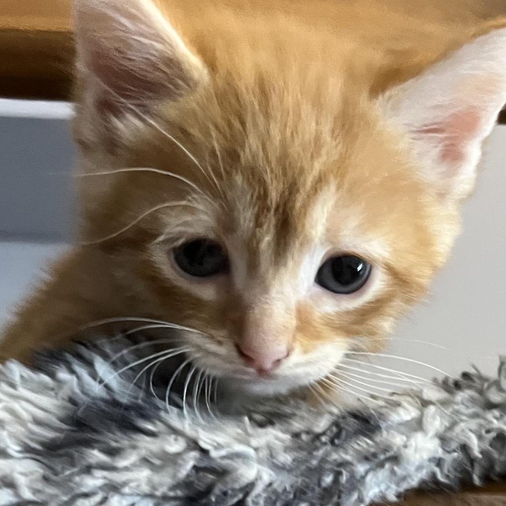 Enlarge Peanut, a Adoptable Domestic Short Hair in La Grange, KY image 2/2