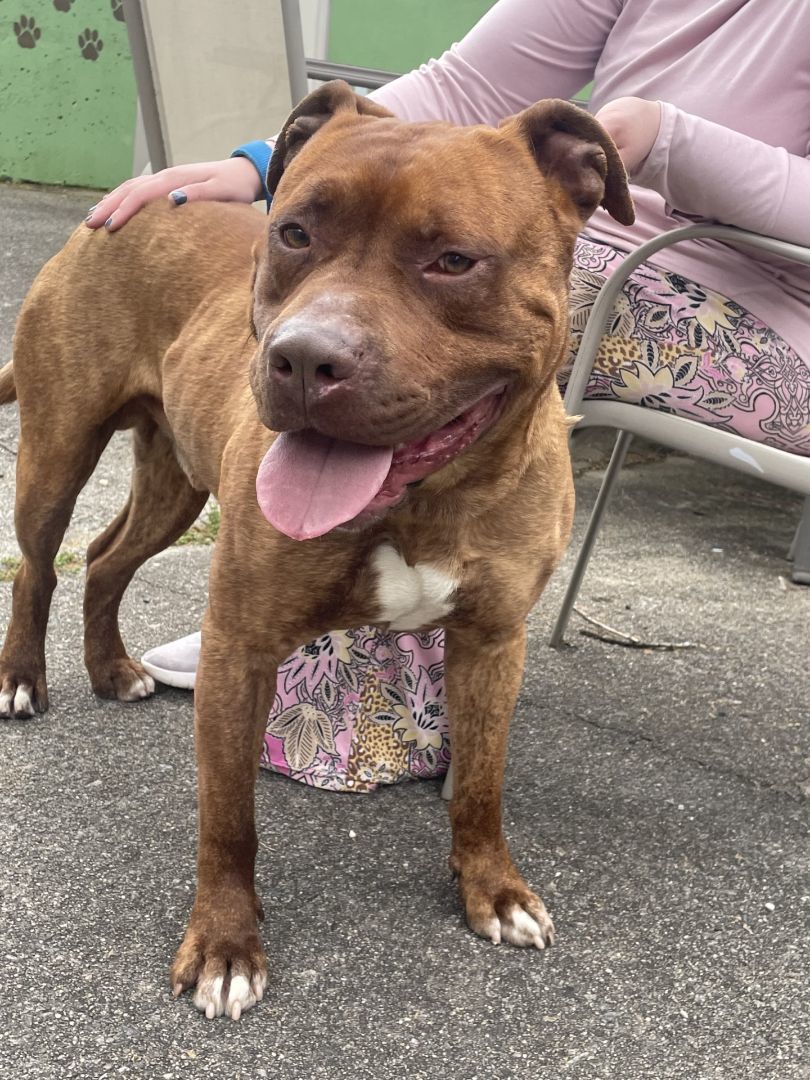 Enlarge Clifford, a Adoptable American Staffordshire Terrier in Mendham, NJ image 4/6